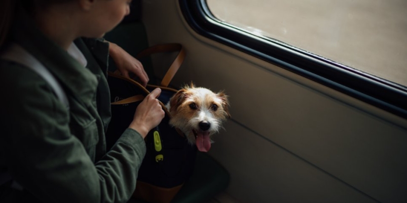 В России могут изменить правила провоза животных в салоне самолета - 2022-07-11 18:00:00 - 1