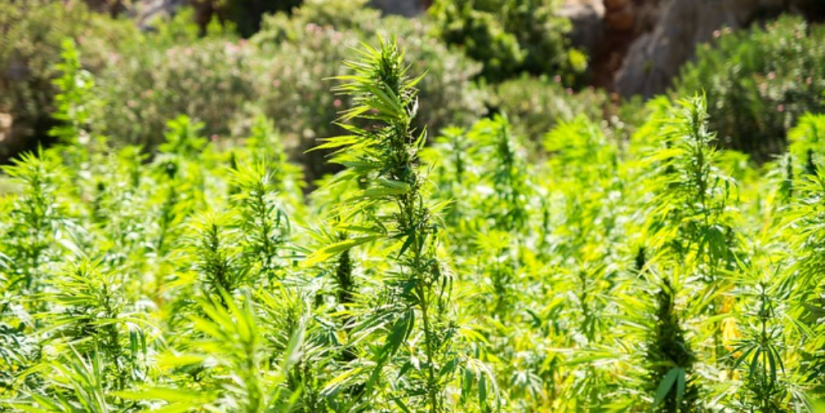 В Псковской области начался очередной этап антинаркотической операции «Мак» - 2023-08-08 15:05:00 - 1