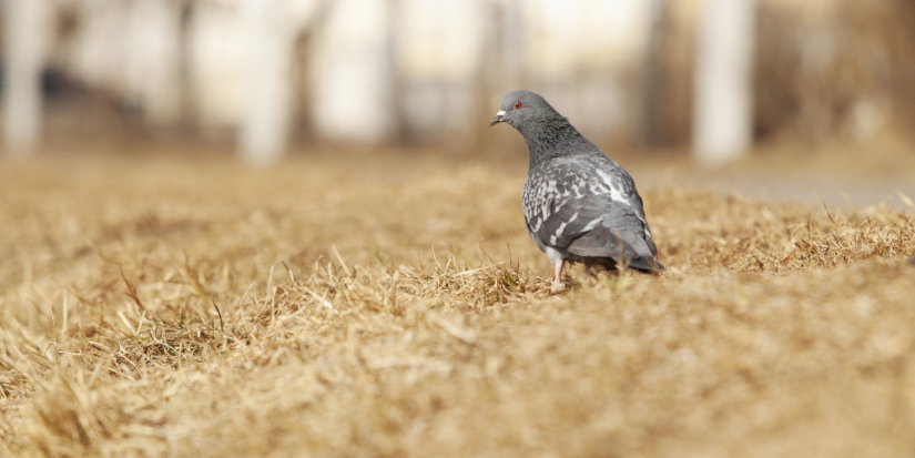 В Пскове побит температурный рекорд - 2023-04-12 12:05:00 - 1