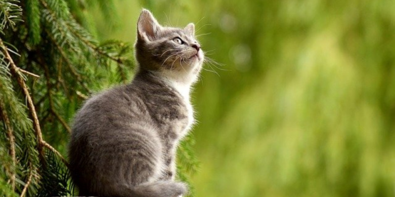 Скоростной поезд задержался из-за кошки - 2021-03-04 20:00:00 - 1