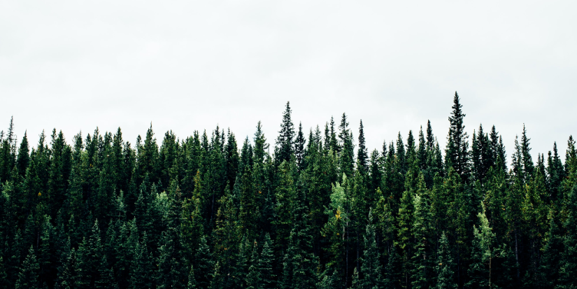 Закон о вырубке лесов Байкала принят Госдумой в первом чтении - 2023-07-16 16:05:00 - 1