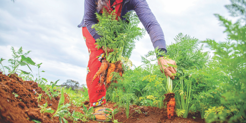 О дачных инфекциях напомнил врач-терапевт - 2023-06-23 20:05:00 - 1