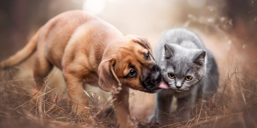 Рекомендации по выбору корма холистик для собак - 2023-05-23 12:39:17 - 1