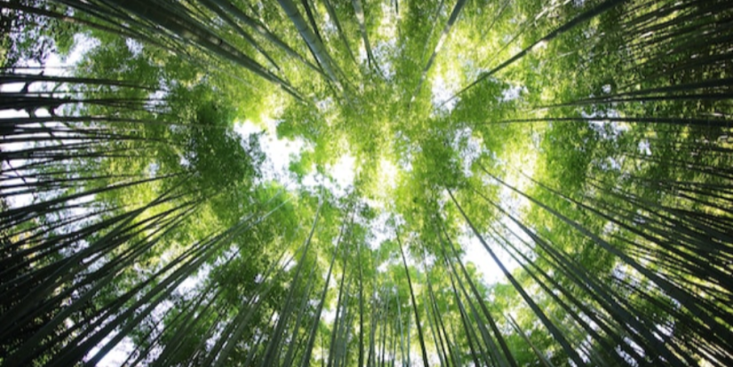 Стартовала Международная детско-юношеская премия «Экология – дело каждого» - 2023-04-22 11:05:00 - 1