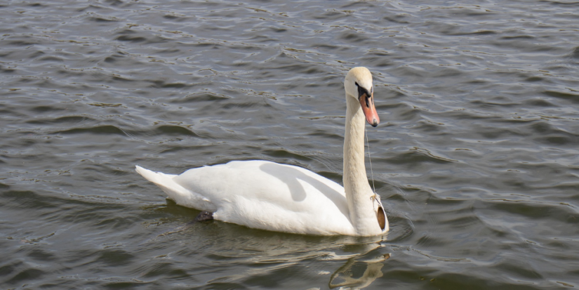 Запутавшегося в леске лебедя спасают в Изборске - 2023-05-03 11:35:00 - 1