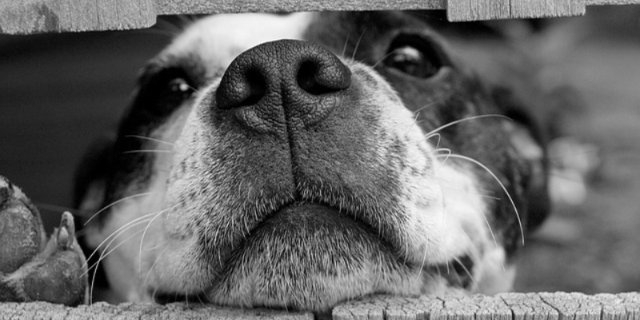 Карантин по бешенству введен в Великих Луках - 2021-08-27 17:38:00 - 1