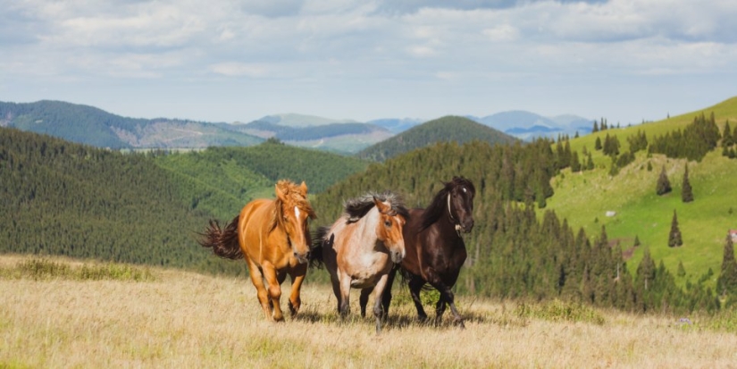 11 видов животных в России признали «вероятно исчезнувшими» - 2021-09-02 19:00:00 - 1
