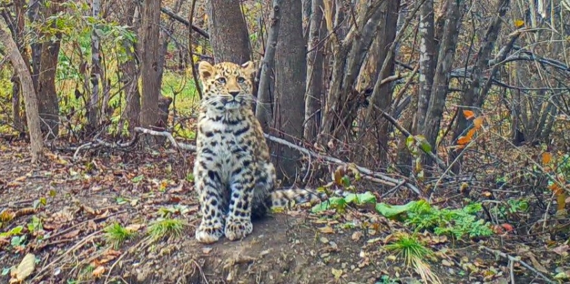 Спасенный котенок леопарда учится охоте на оленя в Приморье - 2022-10-22 20:00:00 - 1