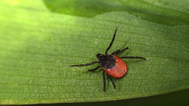 Роспотребнадзор проводит «горячую линию» по профилактике клещевого энцефалита - 2021-05-19 09:56:00 - 1