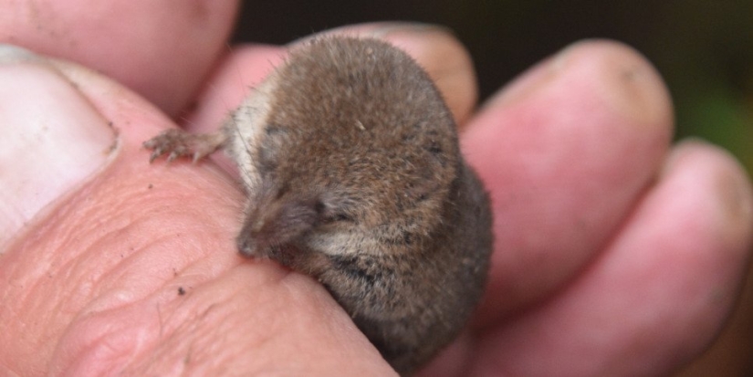 Мышевидные грызуны в России начали активно размножаться и расселяться - 2022-10-23 20:00:00 - 1