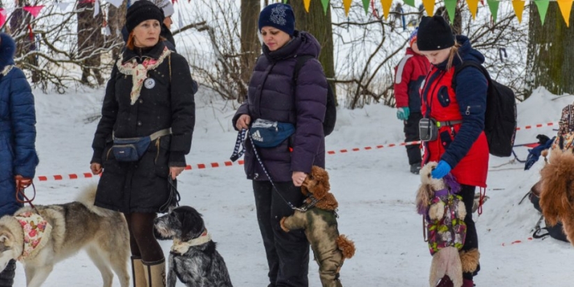 Дог-Шоу пройдет в Великих Луках 6 марта - 2022-03-03 14:05:00 - 1