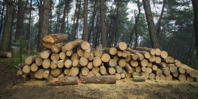 Житель Псковского района осужден за незаконную рубку леса - 2021-06-25 15:36:00 - 1