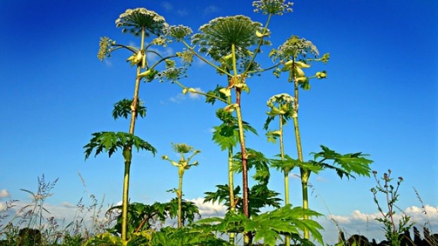 В Псковской области усилят работу в рамках борьбы с борщевиком - 2021-06-18 09:56:00 - 1