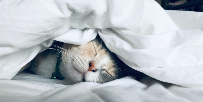 Неожиданную пользу дневного сна обнаружили ученые - 2023-06-24 14:05:00 - 1