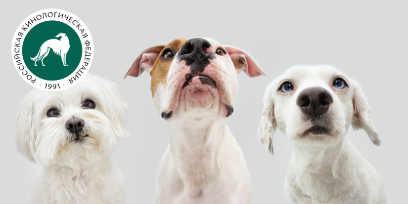 Кинолог рассказал, какие собаки не подойдут начинающим собаководам - 2023-06-07 13:35:00 - 1