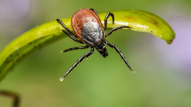 В Пскове и Великих Луках открыты пункты по приему и исследованию клещей - 2021-06-04 15:45:00 - 1