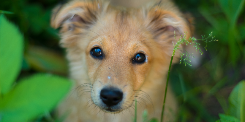 Первый российский регион решил усыплять бродячих собак - 2023-07-17 19:05:00 - 1