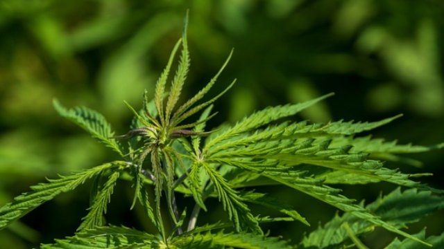 Жителю Палкинского района придется отработать 200 часов за выращивание конопли - 2021-05-13 16:13:00 - 1