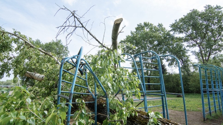 В Великих Луках убирают деревья, которые вчера рухнули на детскую площадку школы - 2021-05-19 12:02:00 - 1