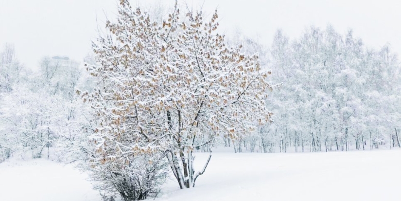 Гидрометцентр дал прогноз на Новый год - 2021-12-20 18:30:00 - 1