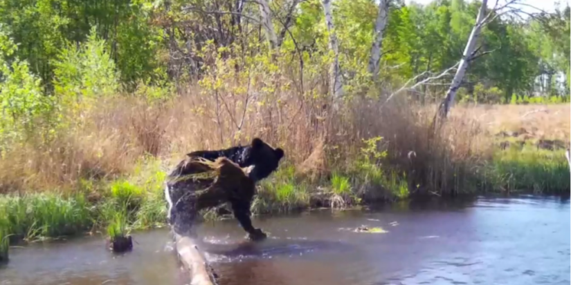 Купание бурого медведя засняла фотоловушка - 2023-06-25 20:05:00 - 1