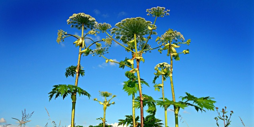 17 миллионов направят на борьбу с борщевиком Сосновского в Псковской области - 2023-04-27 15:05:00 - 1