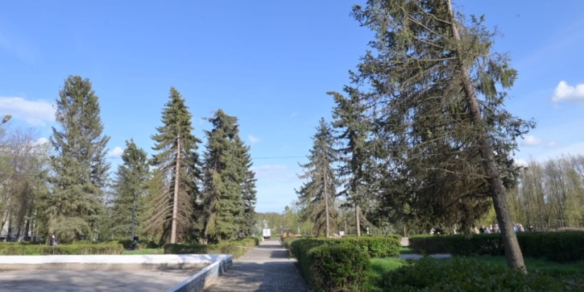Возле Краеведческого музея заменят ели - 2022-05-14 11:00:00 - 1