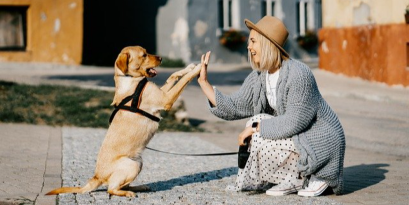 Собачников могут обязать убирать за своими питомцами в бумагу - 2023-02-10 19:35:00 - 1