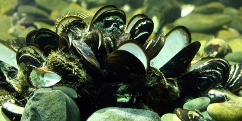 Дальневосточные устрицы будут выращивать в Черном море - 2023-04-16 10:00:00 - 1