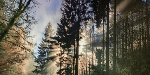 Псковские спасатели вывели из леса троих грибников - 2021-09-21 10:14:00 - 1