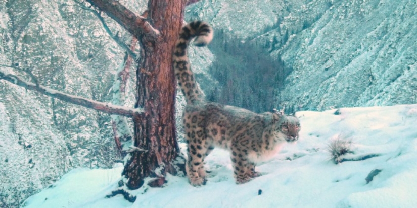 Исследователи больше узнали о жизни барсов - 2022-02-19 20:00:00 - 1