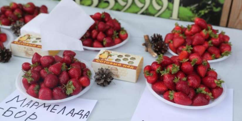 Почти 4 тонны ягод собрали на земляничной ферме в Бежаницком районе - 2023-07-12 14:05:00 - 1