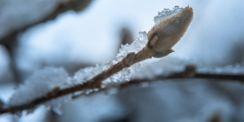 Жителей европейской части России ждет аномальное тепло - 2021-12-13 19:30:00 - 1