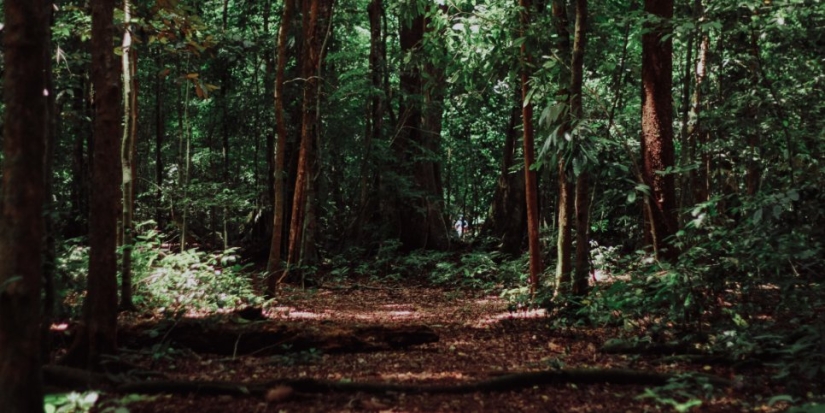 Спасатели в Гдове вывели из леса шесть человек - 2021-08-30 11:34:00 - 1