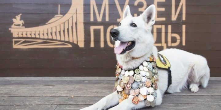 Жителям Псковской области предложили нарисовать собак-героев - 2021-06-25 11:13:00 - 1