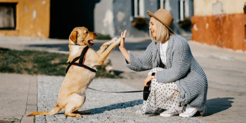 Депутаты одобрили новые штрафы для владельцев домашних животных - 2023-05-22 19:35:00 - 1