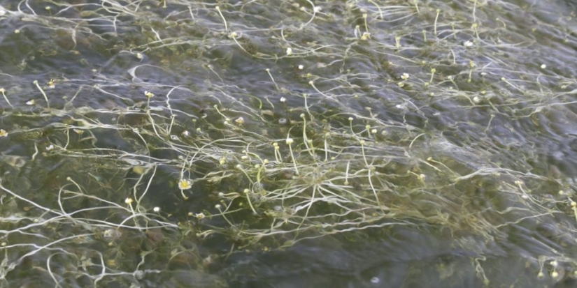 Ученым удалось застать уникальное природное явление - 2021-09-26 14:00:00 - 1