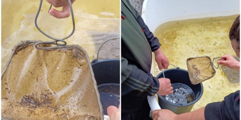 Более 2 млн мальков щуки выпущено в озеро Алоль - 2023-05-22 08:35:00 - 1