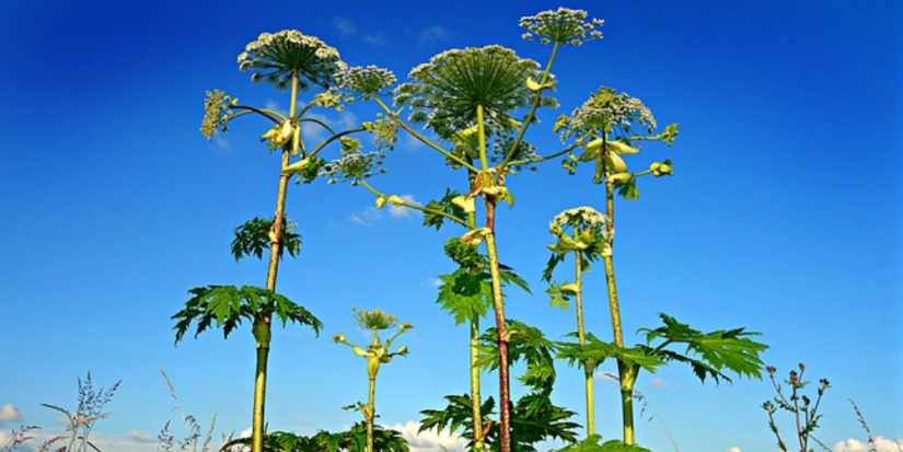 Долги по муниципальным контрактам и борьбу с борщевиком обсудили в Пскове - 2023-04-30 10:05:00 - 1