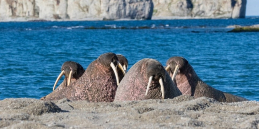 В России отметили День моржа - 2022-11-27 20:00:00 - 1