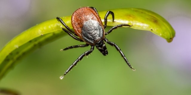 В Великих Луках будет проводиться противоклещевая обработка - 2021-09-14 12:38:00 - 1