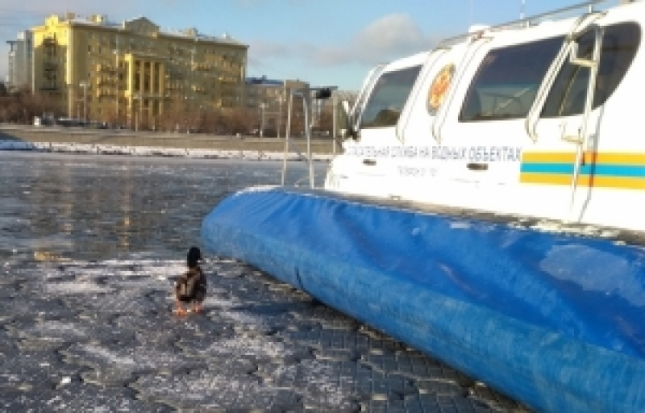 В центре Москвы спасли утку, запутавшуюся в рыболовных снастях - 2018-12-04 08:38:00 - 1