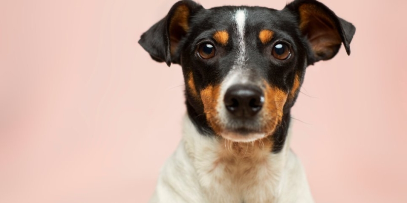 В «Аэрофлоте» снова меняются правила перевозки животных - 2021-06-22 19:30:00 - 1