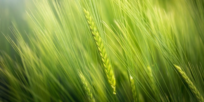 10,4 млрд рублей аграрии получат от правительства - 2021-10-03 14:00:00 - 1