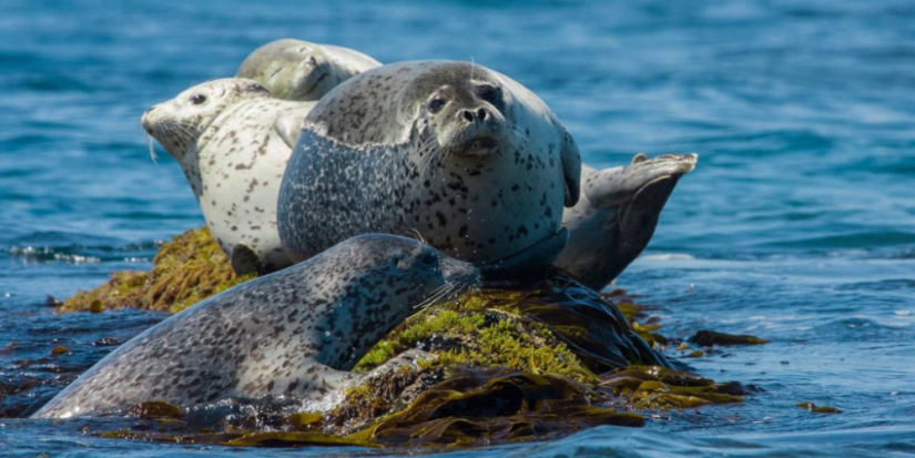 Дальневосточному заповеднику исполнилось 45 лет - 2023-03-26 10:00:00 - 1