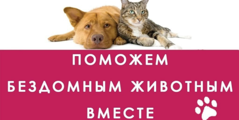 Великолукская библиотека проводит акцию помощи бездомным животным - 2021-03-03 12:06:00 - 1