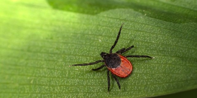 35 жителей Псковской области пострадали от укусов клещей за неделю - 2021-08-12 14:55:00 - 1