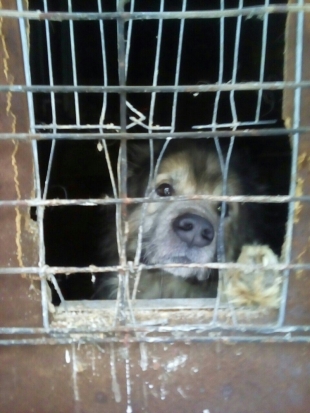 Псковичи просят полицию и неравнодушных граждан помочь вызволить из заточения собаку, 7 лет запертую в сарае - 2017-01-12 16:02:00 - 1