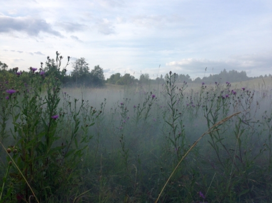 Псковскую область предупреждают: сегодня ночью возможны заморозки - 2018-05-31 11:53:00 - 1