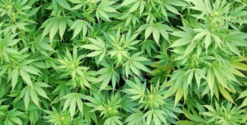 В Пустошкинском районе полицией у безработного мужчины изъята марихуана - 2016-10-25 11:18:00 - 1